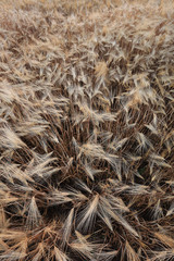 barley field of agriculture rural scene