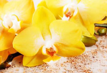 Beautiful yellow phalaenopsis orchids