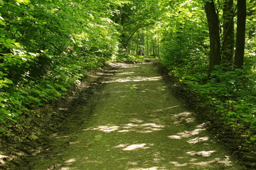 Fototapeta premium rural road into the forest