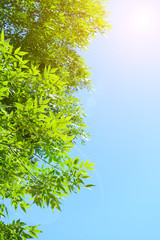 Beautiful spring leaves on tree outdoors