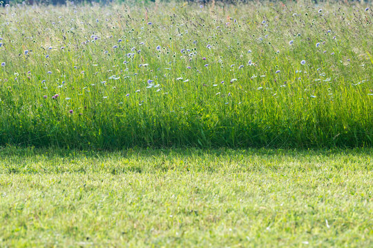 flower meadow in spring time with fresh mowed grass in front