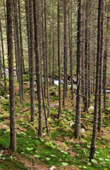 Fototapeta na wymiar Forest landscape in National Park Retezat, Romania, Europe
