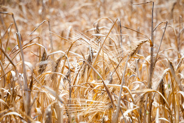 Wheat, closeup of wheat in a field