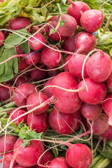 Red Radish