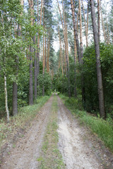 Forest road