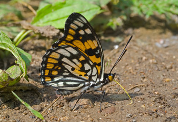 Fototapeta na wymiar Butterfly (Sephisa dichroa) 23
