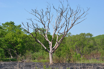 Dry tree 2