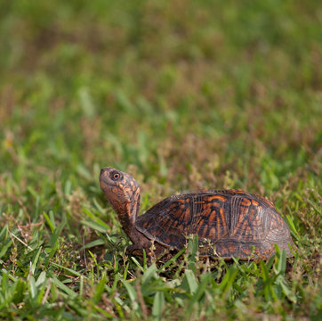 Searching turtle