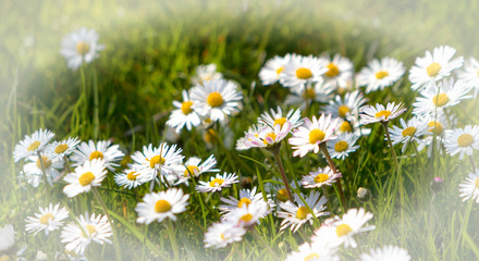 Fototapeta premium Gänseblümchen