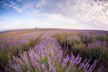 Naklejka premium Lavender