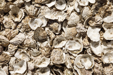  oyster shells