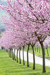 Bl&uuml;hende Mandelb&auml;ume