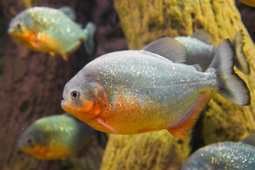 Piranha