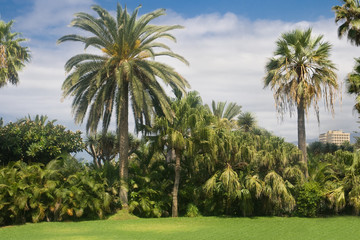 Palm garden in Puerto de la Cruz, Tenerife