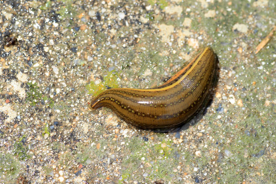 Whitmania pigra leech in Japan