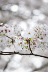Cherry blossoms