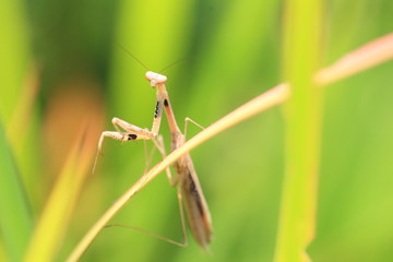 Narrow-winged Mantis (Tenodera angustipennis) in Japan