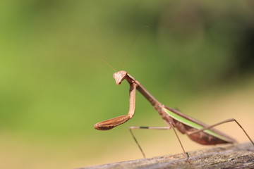 Narrow-winged Mantis (Tenodera angustipennis) in Japan