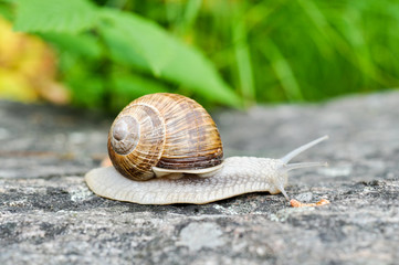 Schnecke - Petrowich