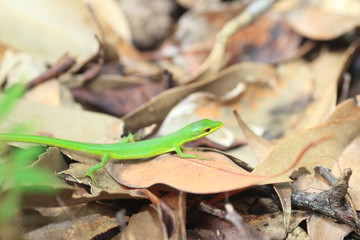 Sakishima grass lizard (Takydromus dorsalis) in Ryukyu Island