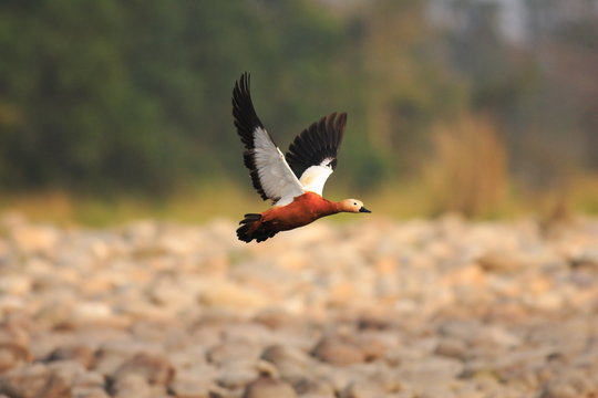Ruddy shelduck (Tadorna ferruginea) flying in India