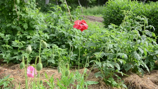 Red poppy flower blooms and buds grow near raspberry plants