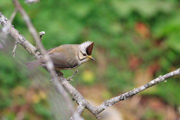 Taiwan Yuhina (Yuhina brunneiceps) in Ari Shan