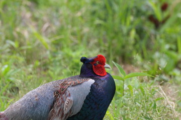 Japanese or Green Pheasant (Phasianus versicolor) male in Japan