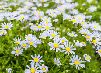 Budding and blooming Blue Marguerite plants