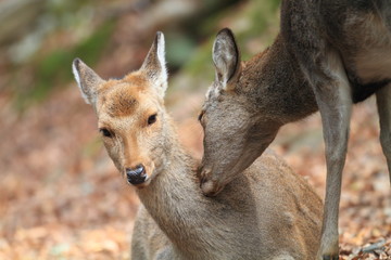 Sika Deer (Cervus nippon) in Japan 