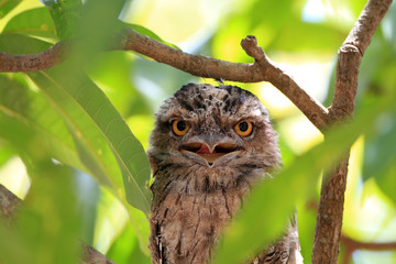 Tawny Frogmouth (Podargus strigoides) in Australia 
