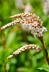 Waldpflanzen, Deutschland