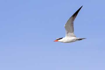 Tern in flight