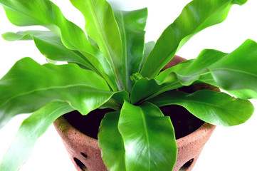 Bird's nest fern