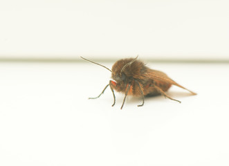 night butterfly