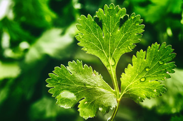 Fresh organic coriander leaf