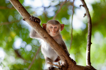 Little Monkey.  baby macaque