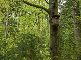 Fototapeta premium Nistkasten im Wald