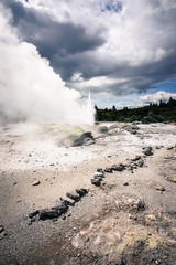 Te Puia geyser in Rotorua