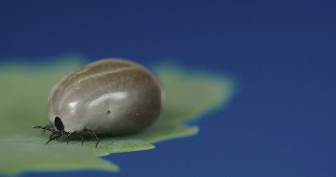 A tick with huge stomach 4K RAW FS700 Odyssey 7Q