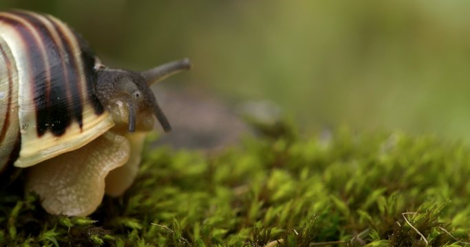 The head of the snail and the shell 4K RAW FS700 Odyssey 7Q