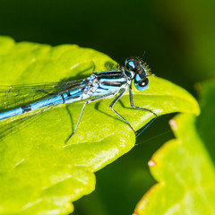 Azure Damsel