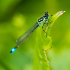 Blue Tailed Damsel