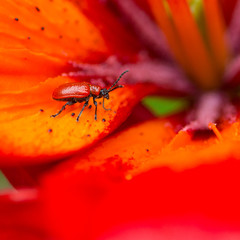 Lily Beetle Domain
