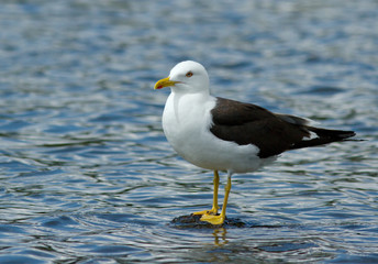 Lesser Black-backed gull