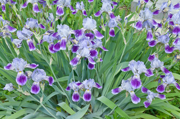 Iris flowers