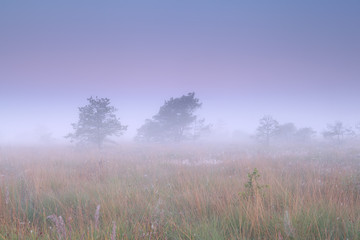 Obraz na płótnie Canvas misty sunrise on marsh