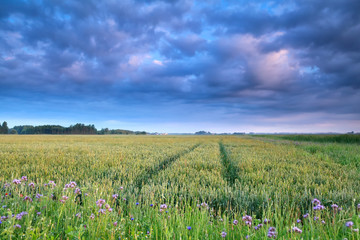 Obraz premium blue clouds over wheat field