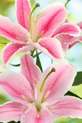 beautiful pink lily, on green background
