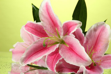 beautiful pink lily, on green background